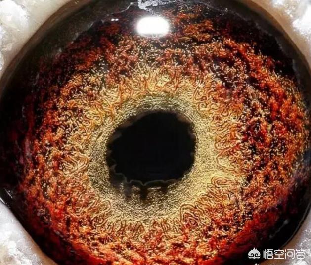 最快速的信鸽眼砂图片:鸽子的眼砂变浅了是什么原因造成的？