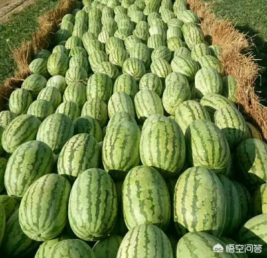 西瓜蚜虫怎么防治:西瓜套种辣椒栽培病虫害如何防治？