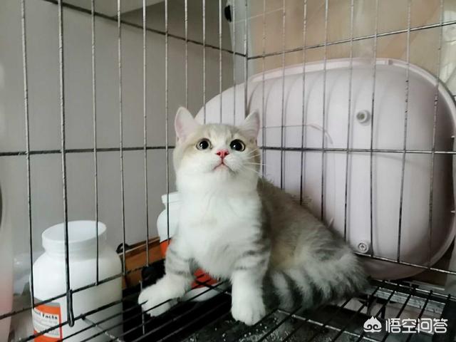 闷猫:哪些养猫行为，其实是在让猫承受痛苦？