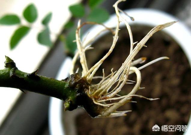 假昙花如何扦插:假昙花什么时候扦插成活率高 春季繁殖花卉苗木有哪几种方法，如何来做你知道吗？