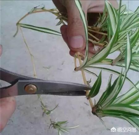 金边龙舌兰花语是什么:金边吊兰开花意味着什么？