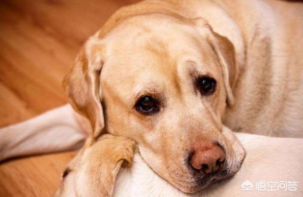海藻粉颜色:拉布拉多犬的鼻子为什么会褪色变粉？