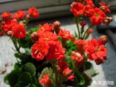 花叶万年青焉了:长寿花焉了怎么办？花干枯了。枝干有点弯？