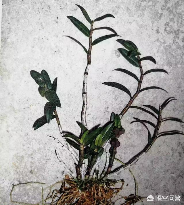 头条问答 铁皮枫斗和铁皮石斛有什么区别是什么 3个回答