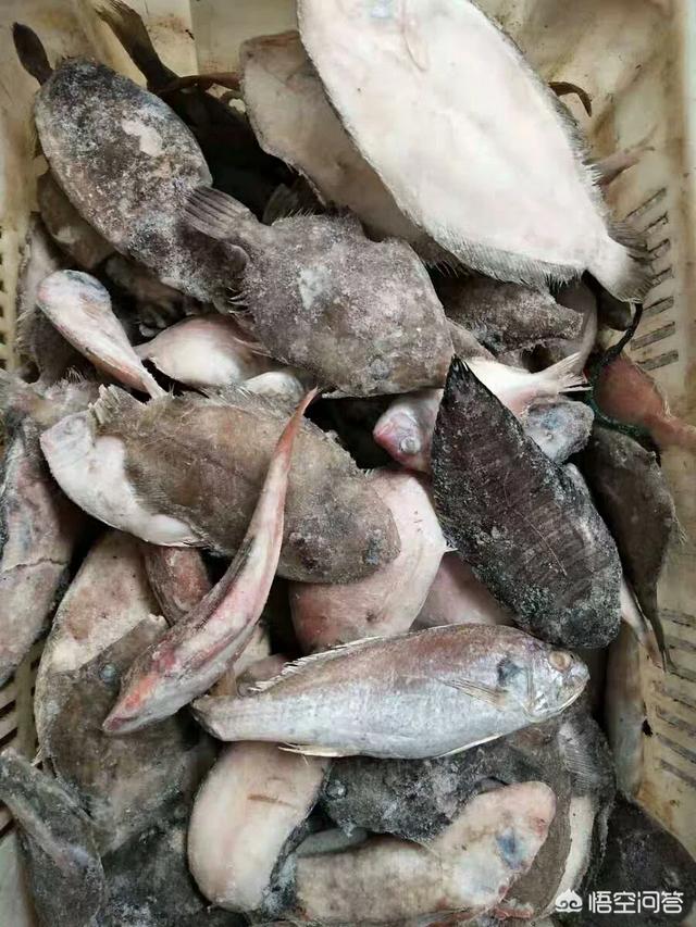 三文鱼边角料做猫饭:猫猫掉毛多吗？大家都是怎么处理的，有没有什么建议？