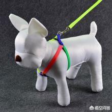 宠物牵引带:给三个月博美用牵引绳它就咬绳，怎么办？