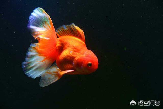 鱼缸水浑浊:鱼缸里的水，浑浊不清，怎么回事，求解决办法？