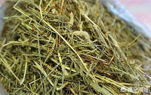 梦幻垂耳兔怎么养:垂耳兔的毛球症怎么才好？