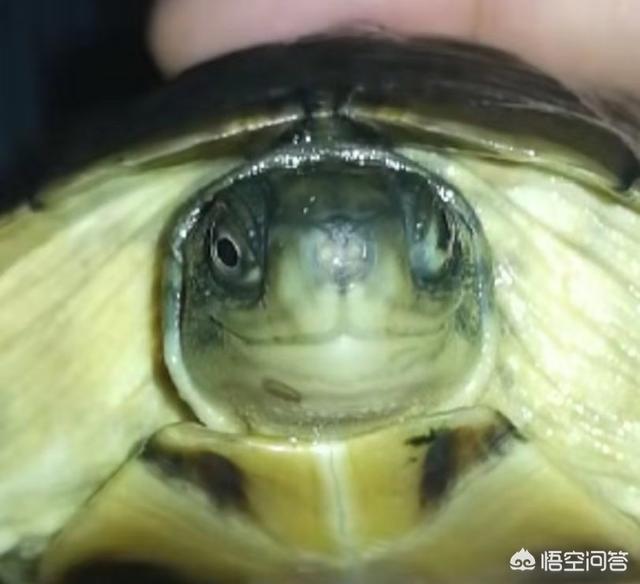 关于龟浮水的原因介绍，为什么新买的草龟吃食活动都很正常，就是老浮水？
