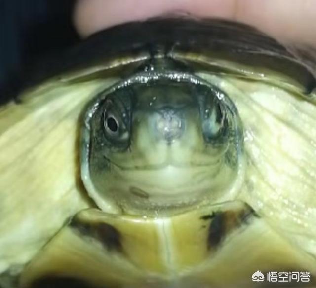 豹龟流鼻涕:为什么新买的草龟吃食活动都很正常，就是老浮水？