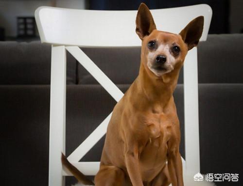 纯种小鹿犬图片大全:小鹿犬幼犬拉屎有点稀怎么回事呢？