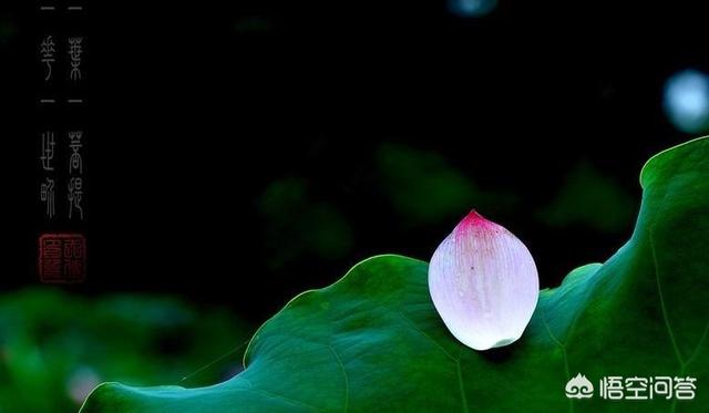 “一花一世界”,下一句是什么？
