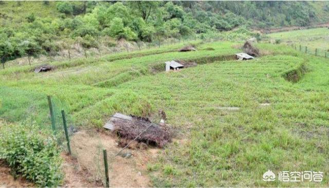 宠物兔养殖基地的兔舍常见形式:散养肉兔二亩地养多少种兔，建场怎么建？