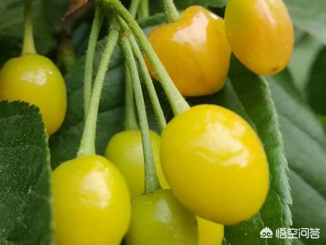 张丹峰公司注销:如何看待张丹峰工作室的回应