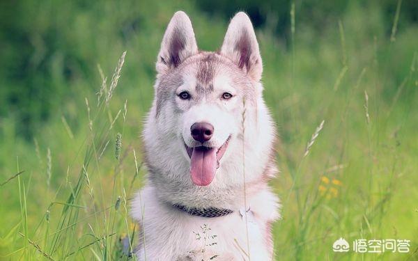 家庭护卫犬训练:城市家庭养犬是否应该训练教育？