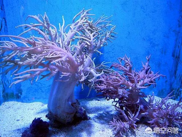 王恺和石崇斗富败了,请皇帝出来帮忙,为何皇帝竟然也败了？