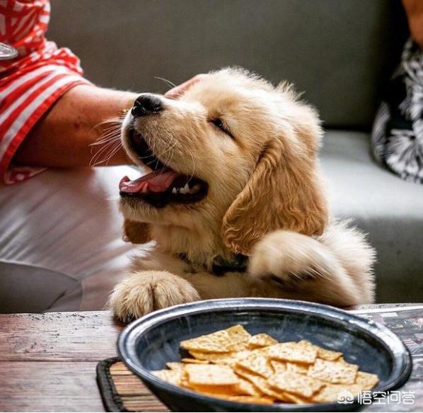 去泪痕宠物食品配方:哪些食物狗狗吃了，会有泪痕？