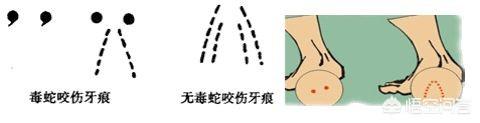 怎么训练狗捉蛇:野钓或者夜钓时遇到蛇，你会怎么做？