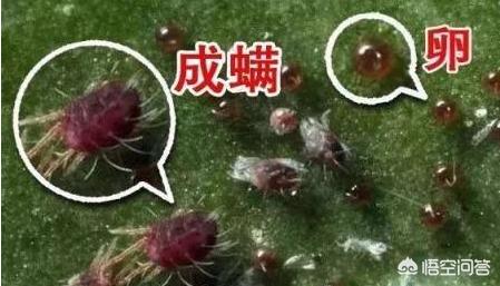 近期红蜘蛛爆发,现阶段最全的红蜘蛛防治方案是什么？