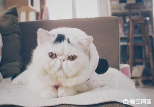伽菲猫图片大全:加菲猫去泪痕，如何给加菲猫去泪痕？