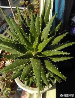 不夜城芦荟爆盆:芦荟新长的侧芽如何取出繁殖？