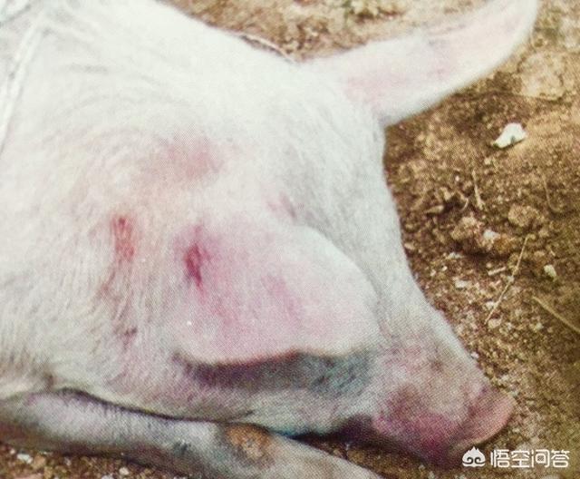 猪弓形体病治疗:夏季猪场常见病，应该如何防治？