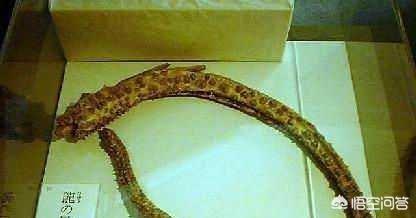 以色列美人鱼真假:日本瑞龙寺真龙标本为什么不用DNA鉴定来验证标本的真假