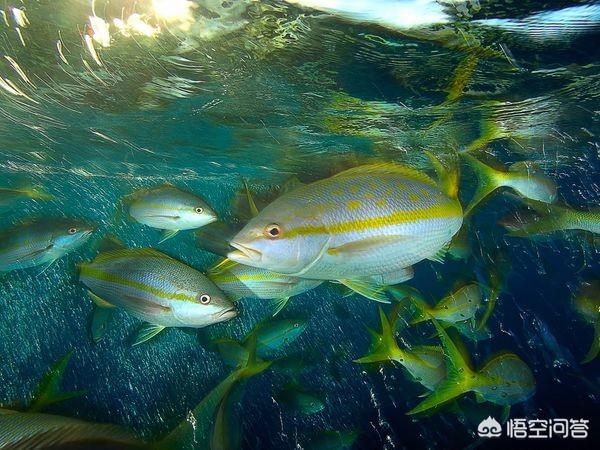 深海短吻狮子鱼图片:平鳍短吻狮子鱼图片 马里亚纳海沟7000米以下超深渊狮子鱼是如何生活的？