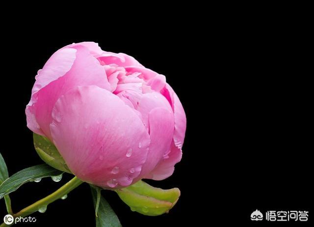 月季花栽培:牡丹、月季花的种植方法是什么？
