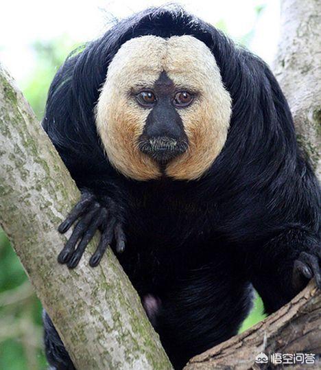 头条问答 - 有哪些长相奇葩的动物?(3个回答)