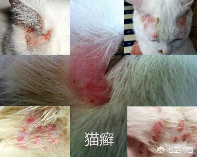 猫癣麻辣洗多久洗一次:养猫人都会有猫藓么?养猫会被猫传染猫癣吗？