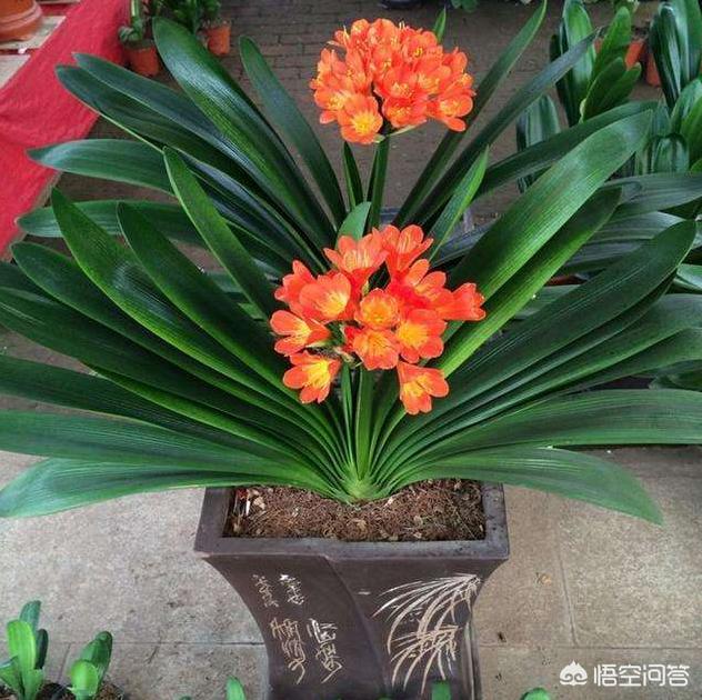 过期牛奶可以浇花吗:过期牛奶可以浇花吗，牛奶浇花好不好？