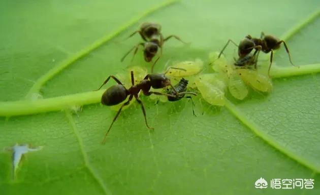 蚂蚁的唾液是什么原因:最近农村的柚子树总是有很多的蚂蚁，是什么原因？要怎么处理？