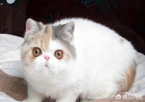 重庆 异短猫:异短尿不出尿的偏方，异短尿不出来有什么偏方？
