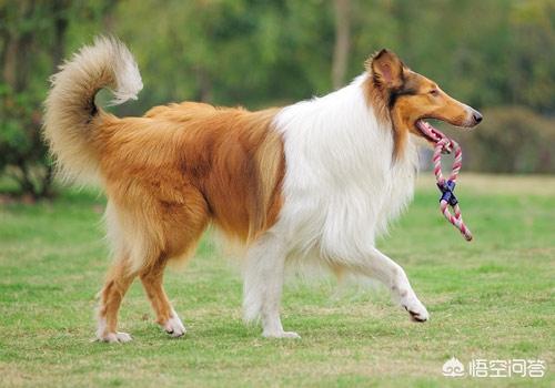 小牧羊犬吃什么好:德牧吃什么长得壮又大，德牧如何饲养才长得好？
