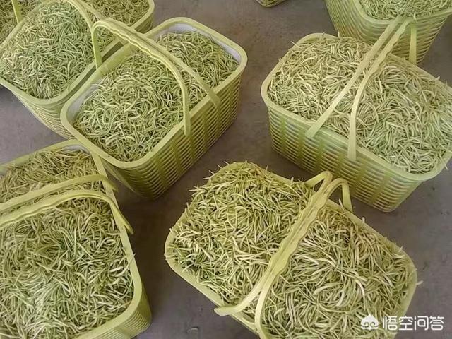 金不换植物爬藤:金不换种植时如何防虫害呢？
