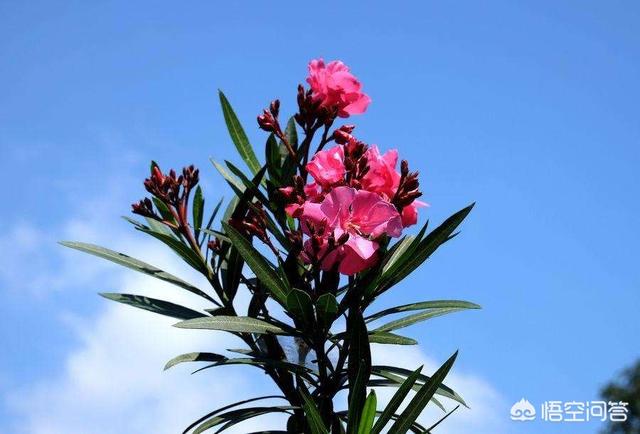 夹竹桃图片:夹竹桃有毒，切花还能用吗？
