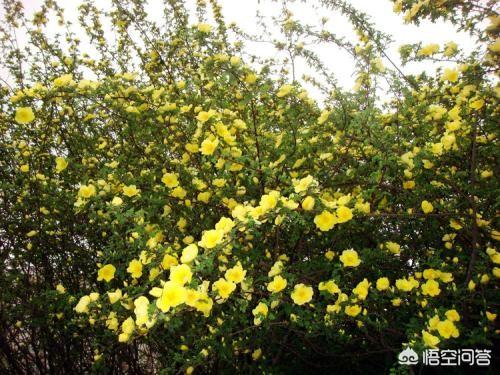 求购黄刺玫:5月3日起，呼和浩特迎来文冠果黄刺玫赏花期, 你怎么看？