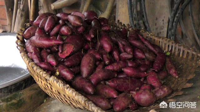 紫薯是转基因食物吗，红薯和紫薯，该吃哪个呢？
