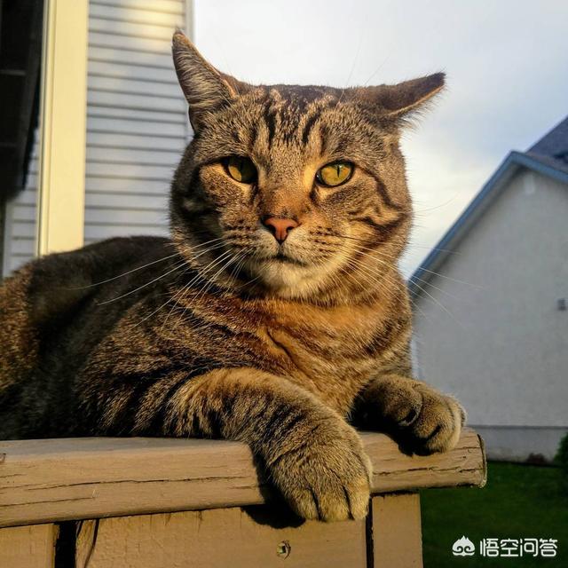 德文卷毛猫的缺点:白色德文卷毛猫缺点 第一次养猫，哪种猫比较合适？