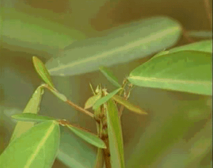 小熊跳舞草跳舞草为什么能跳舞