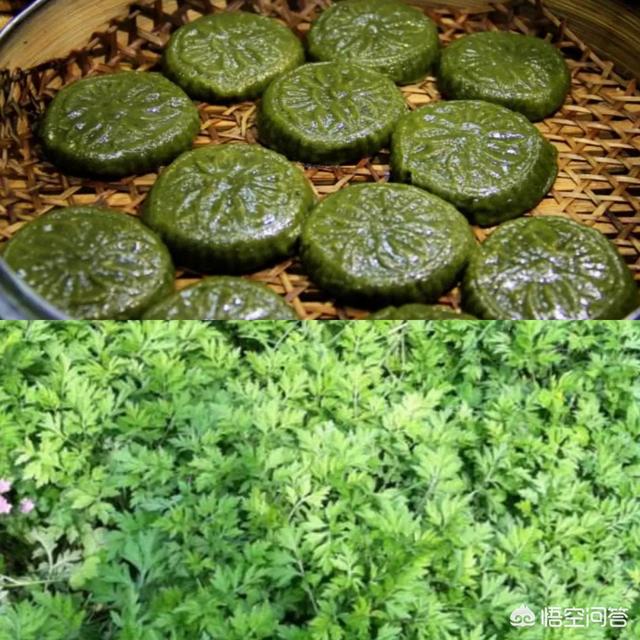 你知道的野菜都有哪些呢？怎么做比较好吃？能够大面积种植吗？