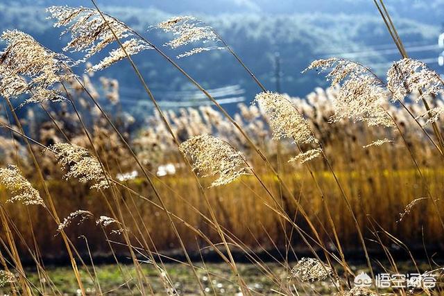 芦根是什么(山东种的芦苇是拿来做什么的？