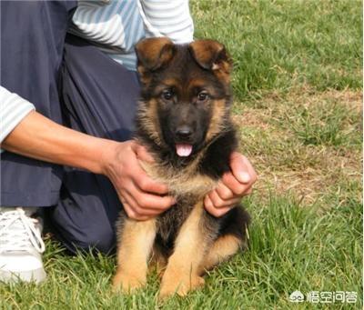 德牧是最好的护卫犬:德牧是顶级的护卫犬吗 我国智商最高的狼犬是哪一种？为什么？