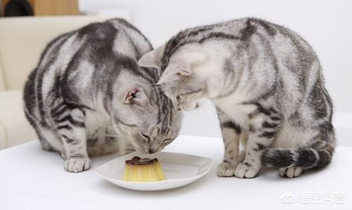 猫猫水果后续:猫能吃水果吗？会有什么害处么？