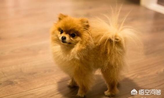 哈多利系博美成年犬多大:新手如何饲养一只博美犬？
