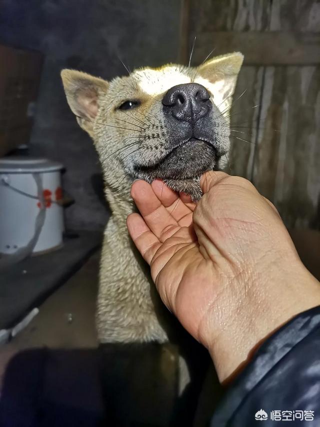 中国福犬视频直播:为什么老猎人养狗都喜欢养花舌头的啊？