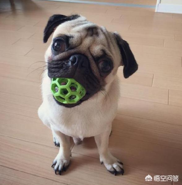 幼犬巴哥犬好养吗:巴哥犬爱干净，又友善，为什么养的人还是那么少？