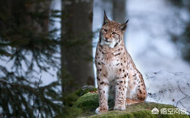 虎猫属:“山猫”是指哪种猫科动物？为何生活在雪山上的雪豹不叫山猫？