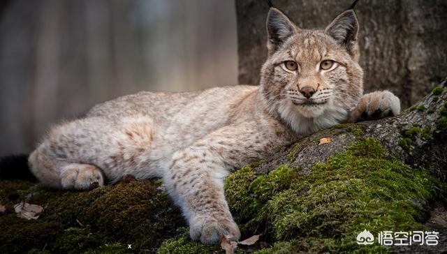 草原斑猫和亚洲野猫:“山猫”是指哪种猫科动物？为何生活在雪山上的雪豹不叫山猫？ 非洲野猫和狸花猫的区别